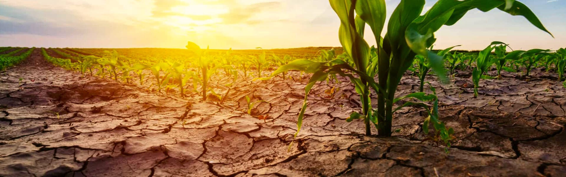 Agricultura Cambio Climático: Descubren una variedad de judía verde o  bajoqueta que aguata las olas de calor