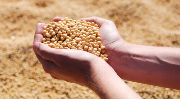 III. Understanding the role of seed quality in crop yield