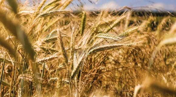 Agricultura Cambio Climático: Descubren una variedad de judía verde o  bajoqueta que aguata las olas de calor