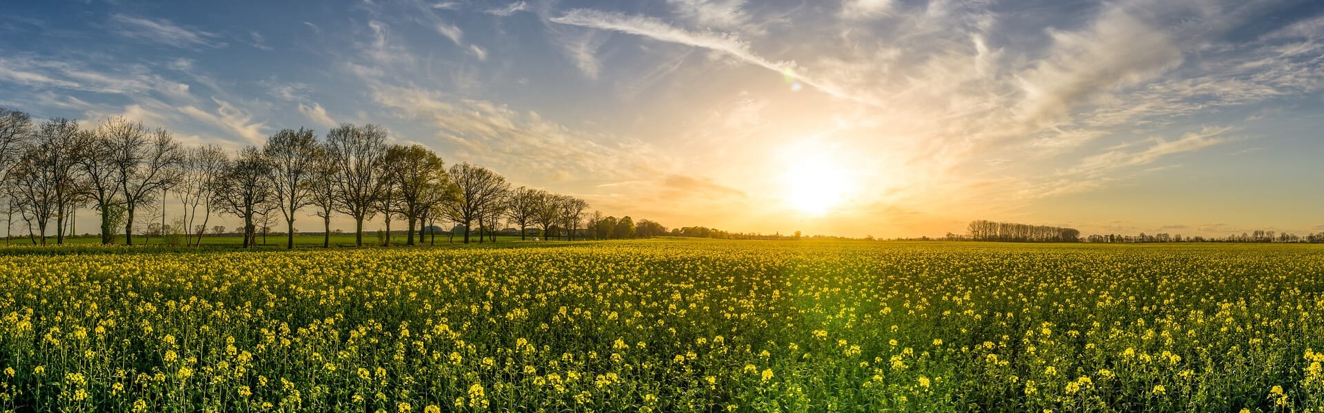 New method to increase crop growth can help feed growing