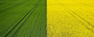 Сумісні Посіви На Полях: Переваги Спільного Вирощування