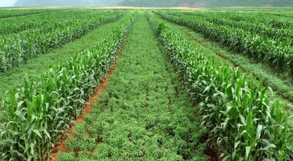 Intercropping: How To Benefit From The Practice