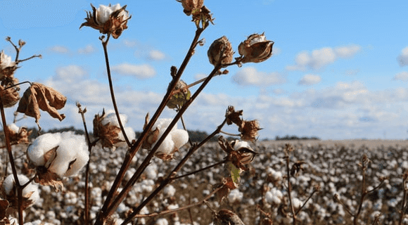 growing cotton sustainably