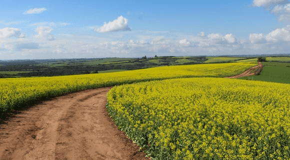 sustainable permaculture planting