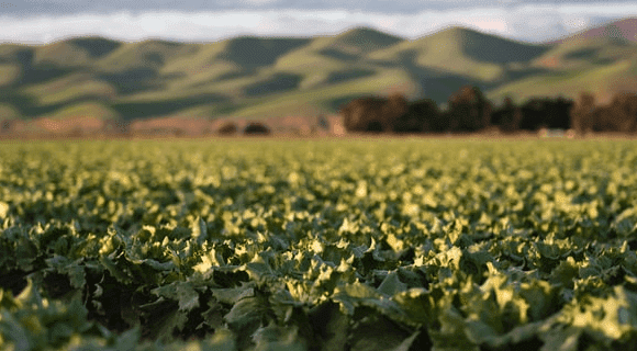 organic sustainable agriculture