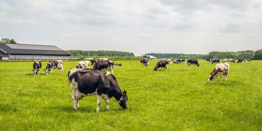 pâturage des vaches