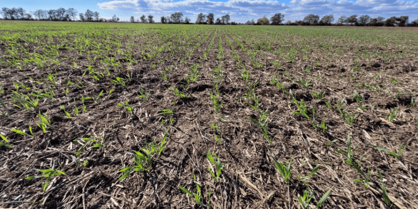 terres agricoles avec travail minimal du sol