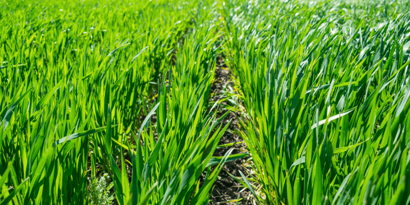 Benefits of regenerative agriculture remain unclear, says EIT: consumers unconcerned about soil health when buying food