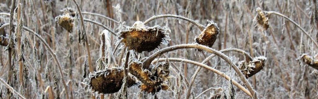 weather-in-agriculture-a-critical-factor-for-farming-success