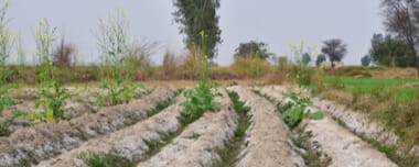 Salinidad Del Suelo: Cómo Prevenirla Y Reducirla