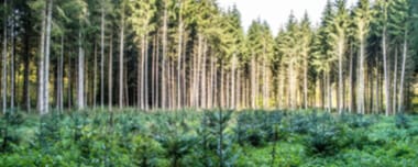 Reflorestamento: Um Novo Ar Para As Pessoas E A Terra