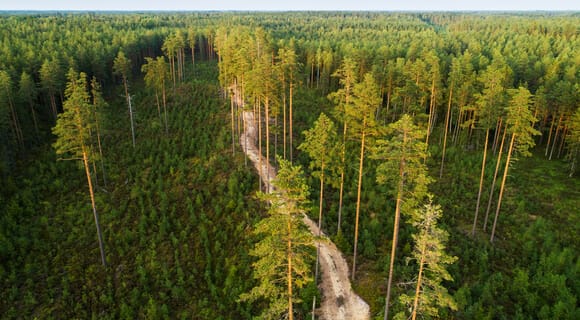 Reforestación: Métodos Y Beneficios De Esta Técnica