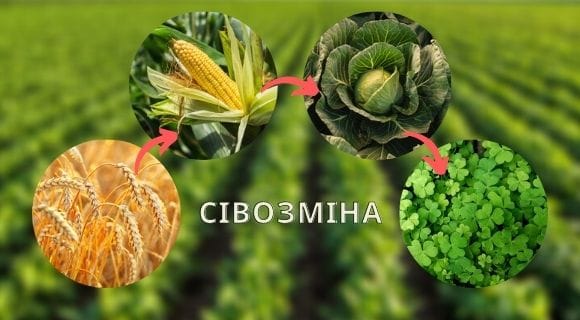 чотирипільна сівозміна