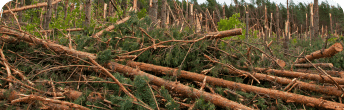impact of disaster