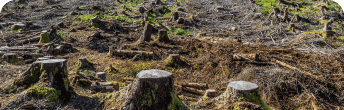 deforestation and carbon recycling
