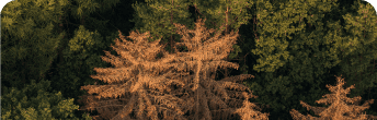 pests and diseases monitoring