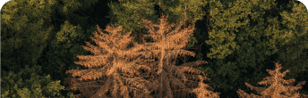 pests and diseases monitoring