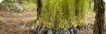 tracking reforestation