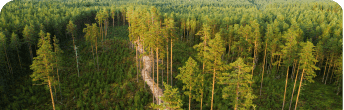 forest estate value estimation