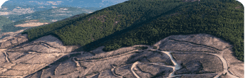 statistics on forest inventory