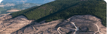 statistics on forest inventory