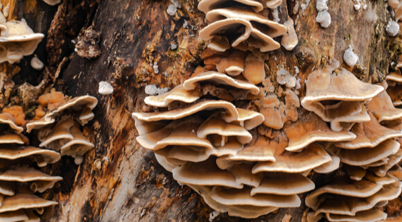 Details 48 tipos de hongos en los árboles