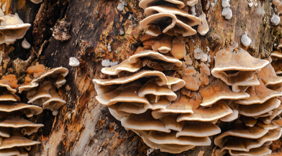 Maladies du feuillages des arbres - Causes et traitements - Arboplus