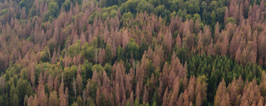 Maladies Des Arbres : Identification Et Traitement