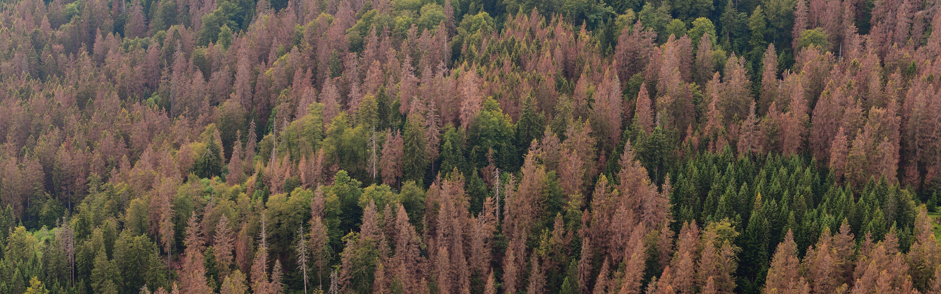 ➽ Enfermedades de los Arboles: Problemas de los Troncos