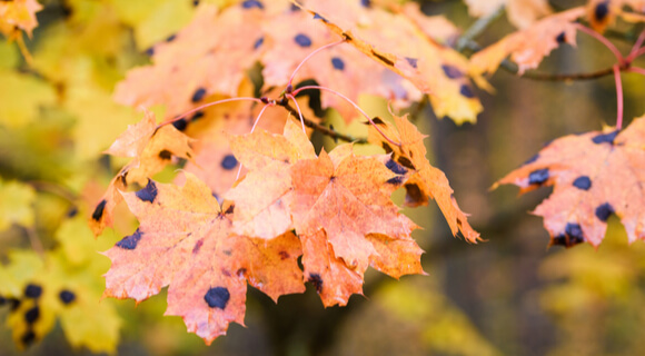 Des feuilles d'érable pour combattre des bactéries