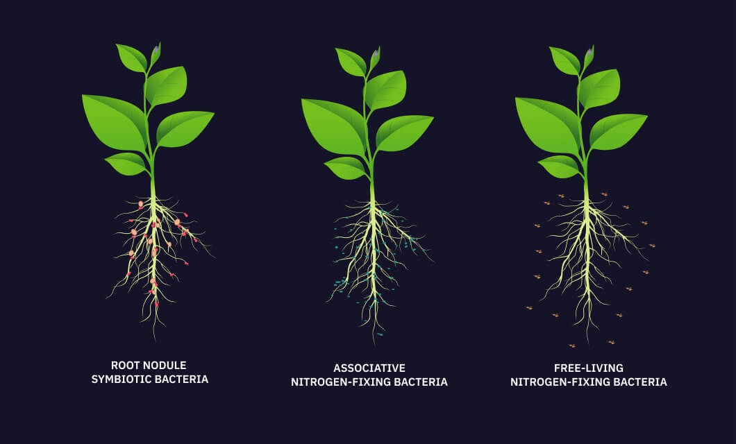 nitrogen fixation definition