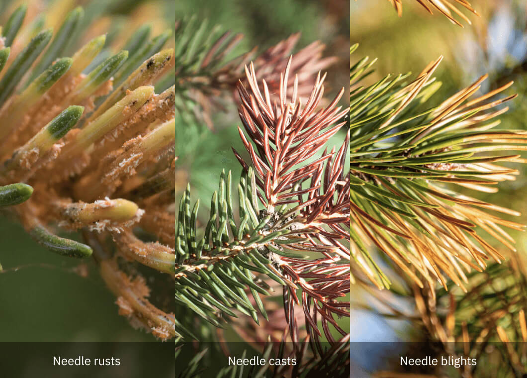 Pine Tree Diseases  How to Identify Pine Tree Diseases