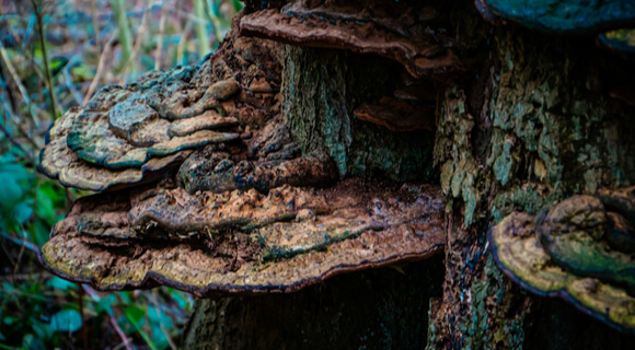 Maladies du feuillages des arbres - Causes et traitements - Arboplus