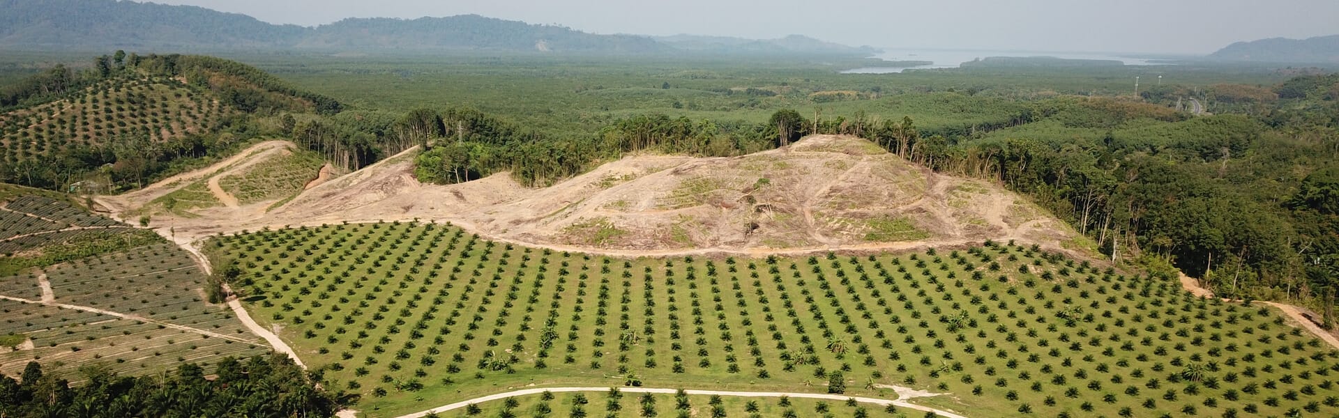 palm oil deforestation facts