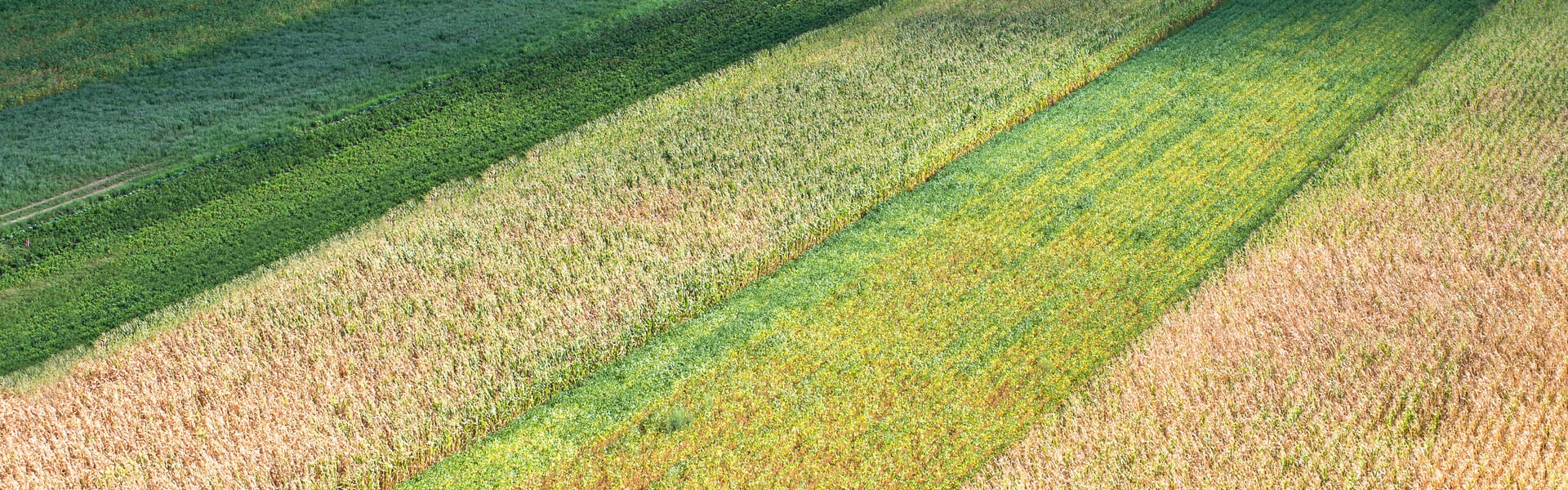 Strip Cropping Agriculture: Purpose And Implementation