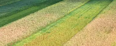 Strip Cropping Fields In Agriculture: Why & How To Use