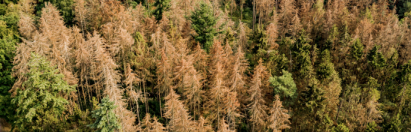 pests and diseases in a forest