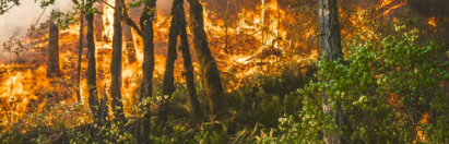 fire in a forest