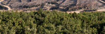 tracking illegal deforestation