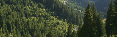 forest change detection
