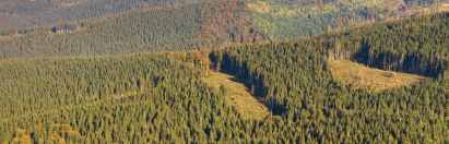 reforestation tracking