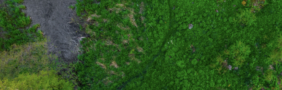 forest landscape restoration