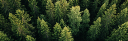forest landscape restoration
