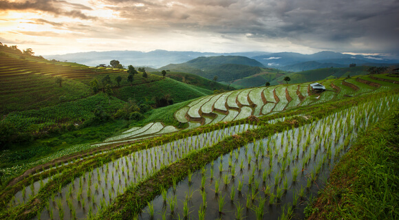 Bench terrace farming