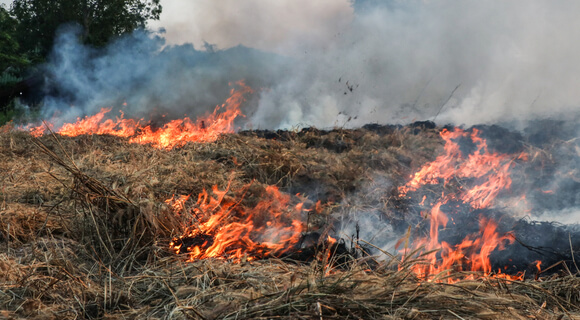 Apagar O Fogo Com Um Balde De água. Incêndios Florestais No Verão