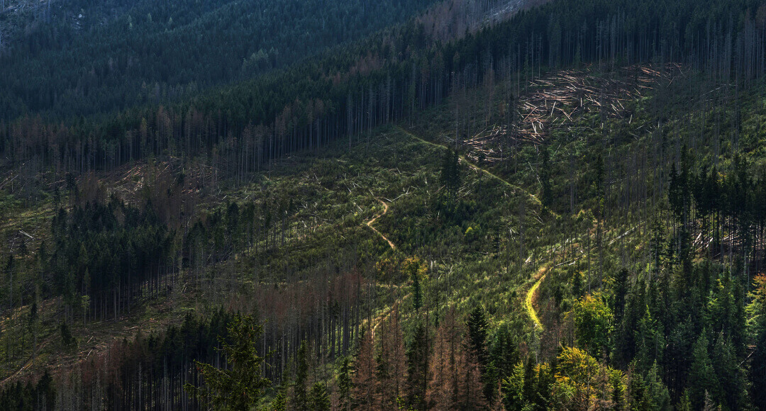deforested area