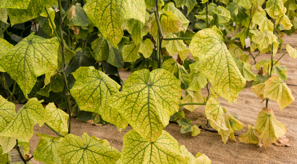 Nitrogen Deficiency In Plants: Symptomes, Causes, Ways To Fix