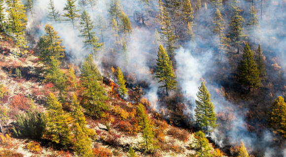 Apagar O Fogo Com Um Balde De água. Incêndios Florestais No Verão