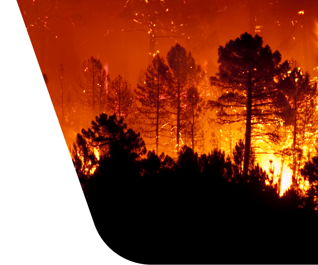 Queima de incêndio à noite, fogo na floresta, Vetor Grátis em 2023