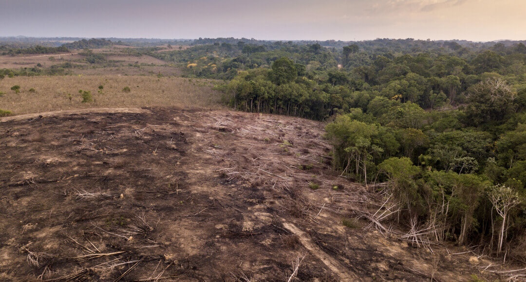 destroyed habitat of animals